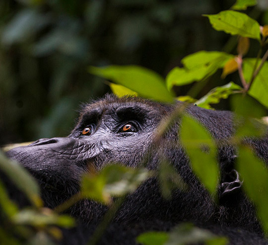 Congo Rwanda Safaris
