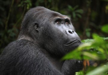 Gorilla trekking in Virunga national park, congo gorilla tours, Virunga national park, Gorilla trekking safari in Virunga national park, Congo gorilla tours, Congo gorilla trekking