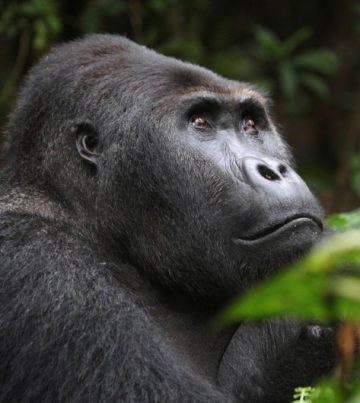 Gorilla trekking in Virunga national park, congo gorilla tours, Virunga national park, Gorilla trekking safari in Virunga national park, Congo gorilla tours, Congo gorilla trekking