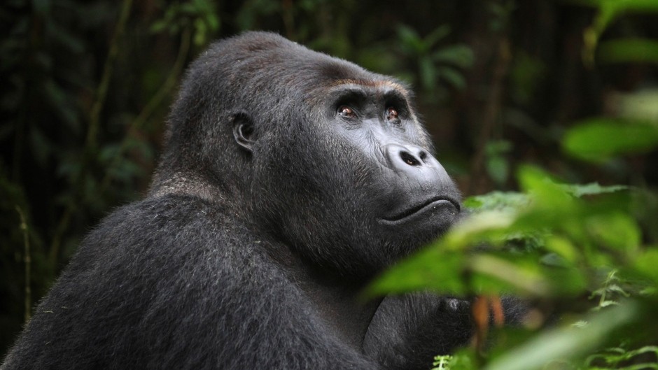 Gorilla trekking tour in Congo, Congo safaris ,Congo tours gorilla safaris, gorilla trekking in uganda