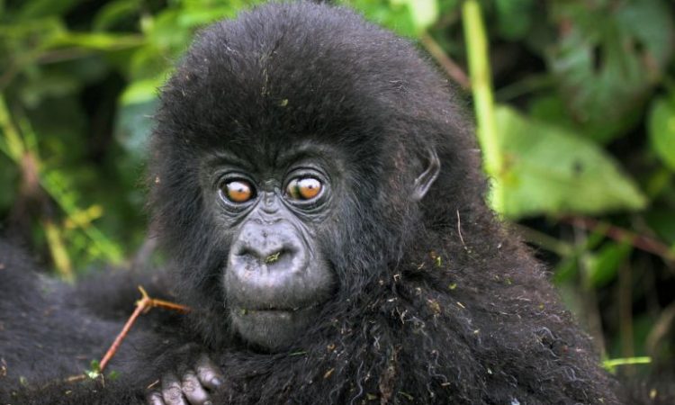 Virunga national park, Gorilla trekking safari in Virunga national park, Congo gorilla tours, Congo gorilla trekking