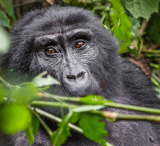 congo safaris, congo safari, congo gorilla tours, safari congo