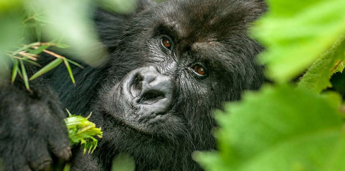 endangered mountain gorillas