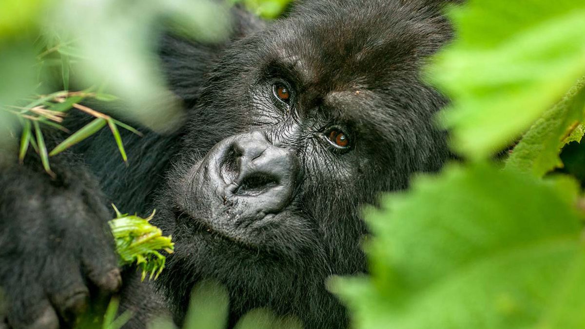 endangered mountain gorillas