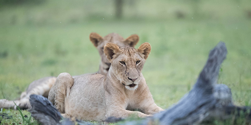 selous game reserve Tanzania wildlife safari.1 jpg