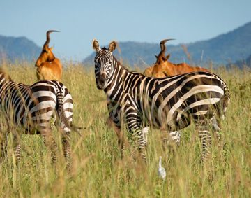 Uganda Wildlife & Hiking safari