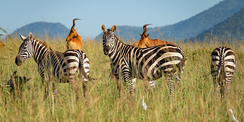 Uganda Wildlife & Hiking safari