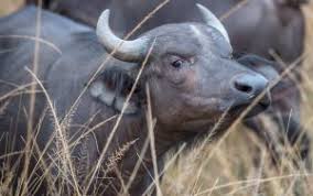Uganda gorilla safari, Gorilla safaris in uganda, Rwanda gorilla safaris, Uganda gorilla tour, gorillas in Uganda adventure Safari, Uganda adventure safari, Uganda wildlife safaris