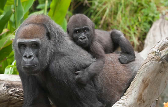 where is Congo in Africa, facts about Democratic Republic of Congo, Congo safaris, Tours in Congo, Gorilla trekking tours in congo