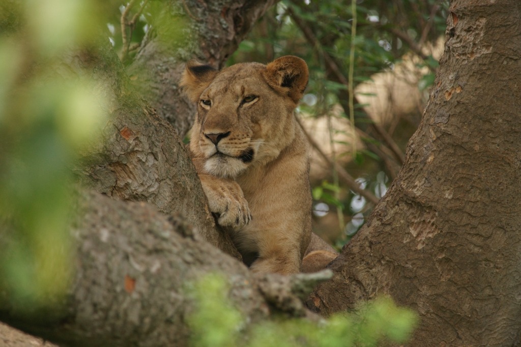 Queen Elizabeth, Uganda Safari, Uganda tour, national parks in Uganda
