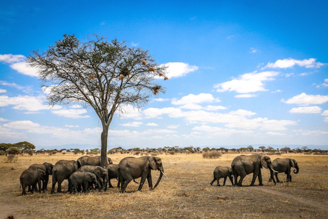 Tarangire is concentrated with animals