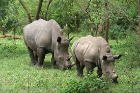 ziwa rhino sanctuary uganda, rhino tracking in uganda,