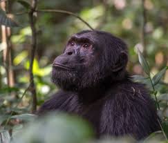 Chimpanzee trekking in Uganda