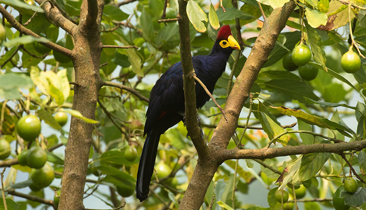 Birding in Uganda