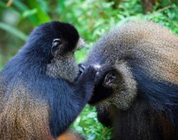 Golden-monkey-trekking-in-Rwanda