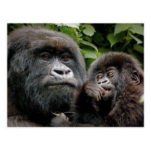 opening up of the national parks in Uganda