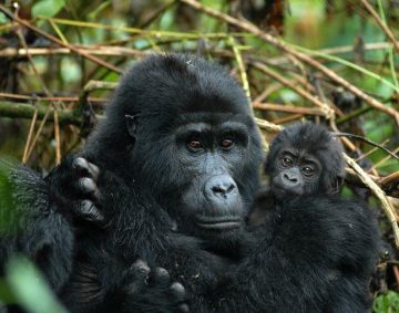 Uganda Gorilla Trekking tour