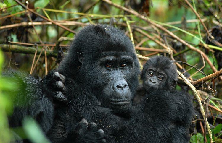 Uganda Gorilla Trekking tour