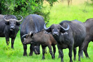 Activities in Queen Elizabeth national park