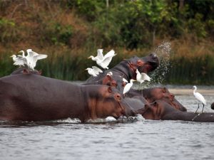 Birding in QENP