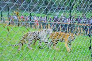 Bengal Tigers 