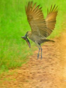 Birding in Lake Mburo 