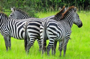 Zebras in Uganda