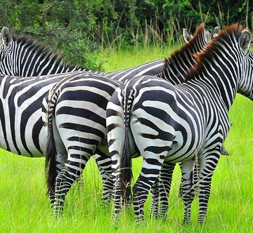Zebras in Uganda