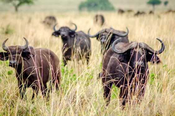 Buffaloes in Uganda