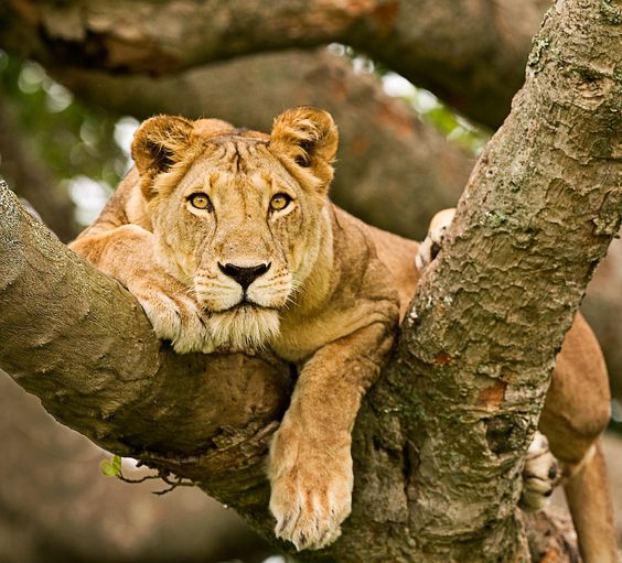 Tree climbing lion