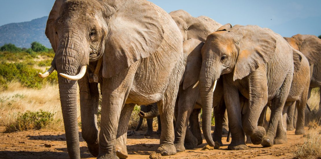 African savannah elephant