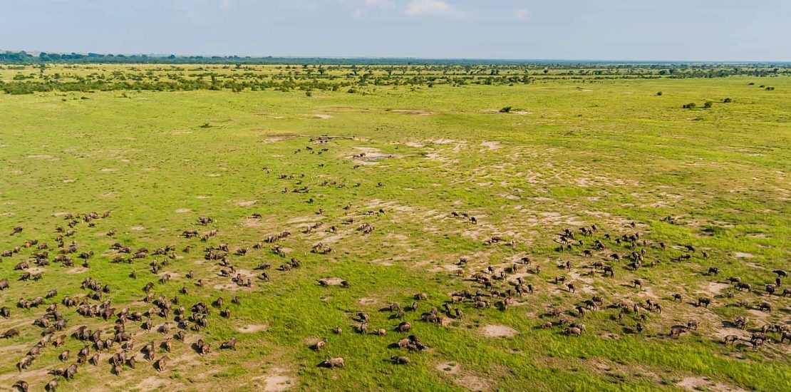 Mweya plains in Queen Elizabeth