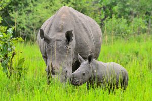Image showing the southern white rhinos in Ziwa Rhino sanctuary