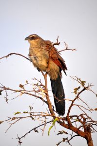 Bird on a Wildlife safari in Rwanda