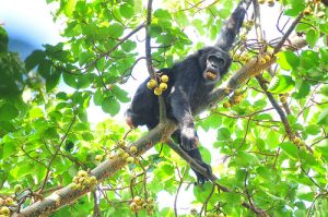 Wildlife in Rwanda