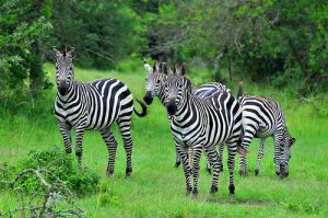 Zebras in Serengeti National Park