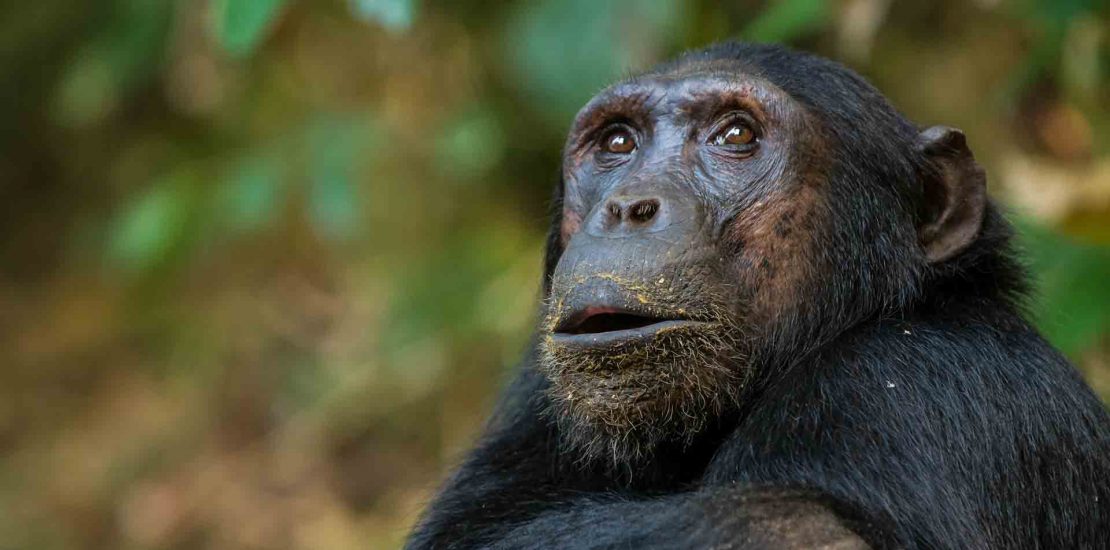 Gishwati Mukura chimpanzee looking up