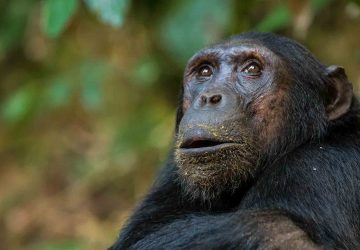 Gishwati Mukura chimpanzee looking up