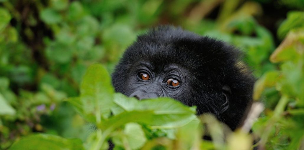 mountain gorillas species of Uganda