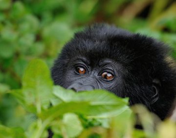gorilla trekking and wildlife