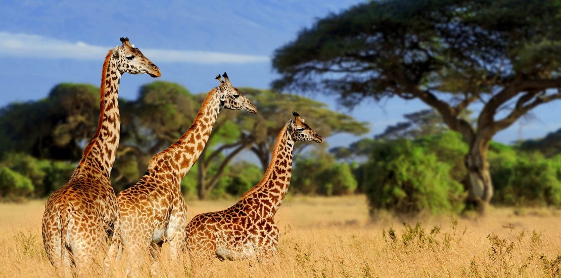 Wildlife in Tarangire national park