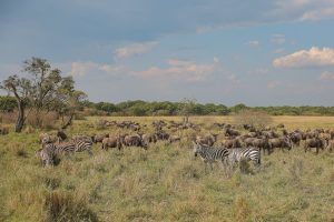 Wildebeest Migration in Ngorongoro Conservation Area