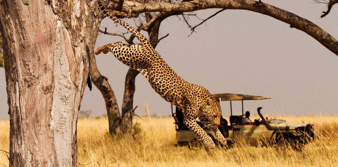 Wildlife in Akagera national park