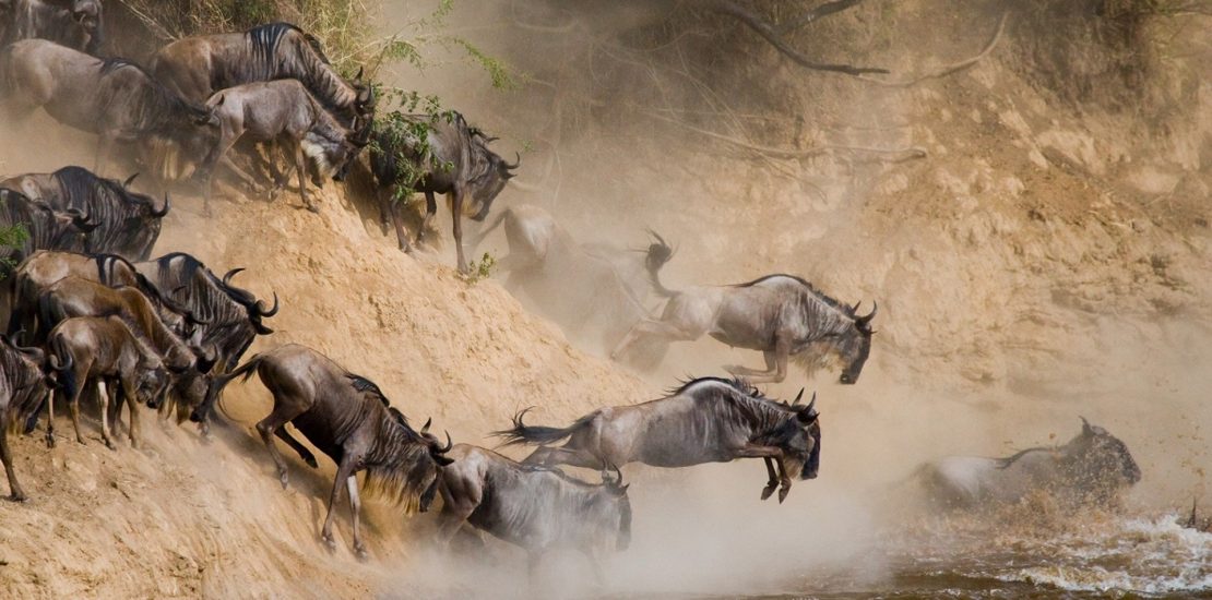 Wildebeest Migration in Serengeti National Park