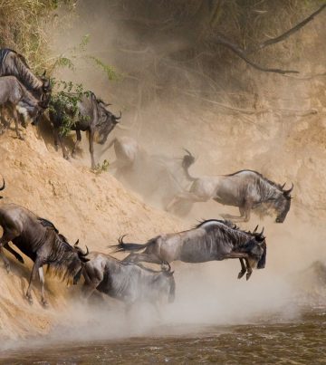 Wildebeest Migration in Serengeti National Park