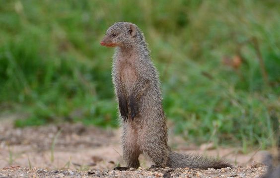 Banded mongoose