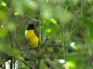 Birding in Nyungwe National Park