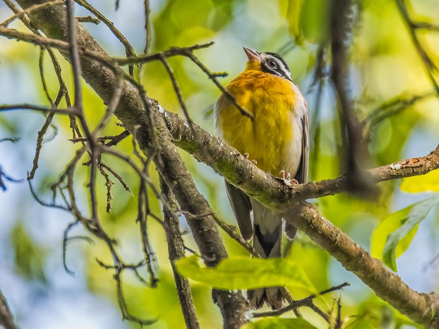 Golden breasted bunting
