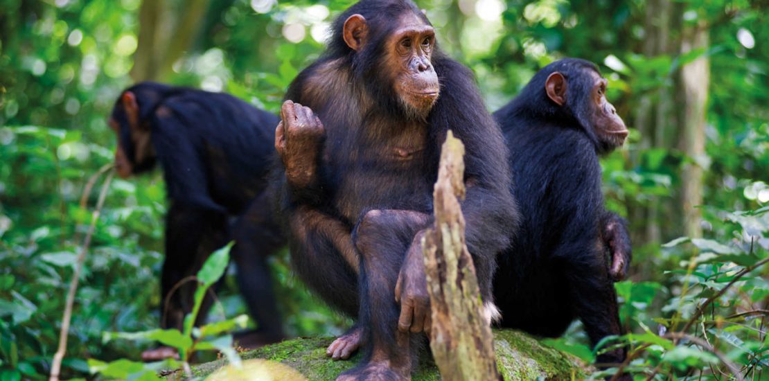 Chimpanzee tracking in Nyungwe National Park