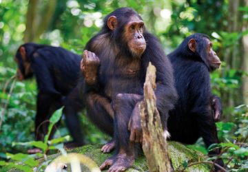 Chimpanzee tracking in Nyungwe National Park
